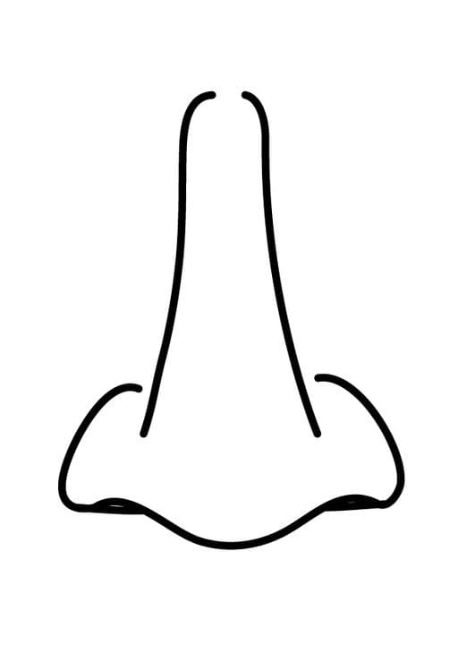 Drawing Of Nose Pictrue