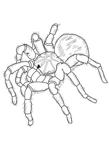 Goliath Tarantula Image For Kids Coloring Page
