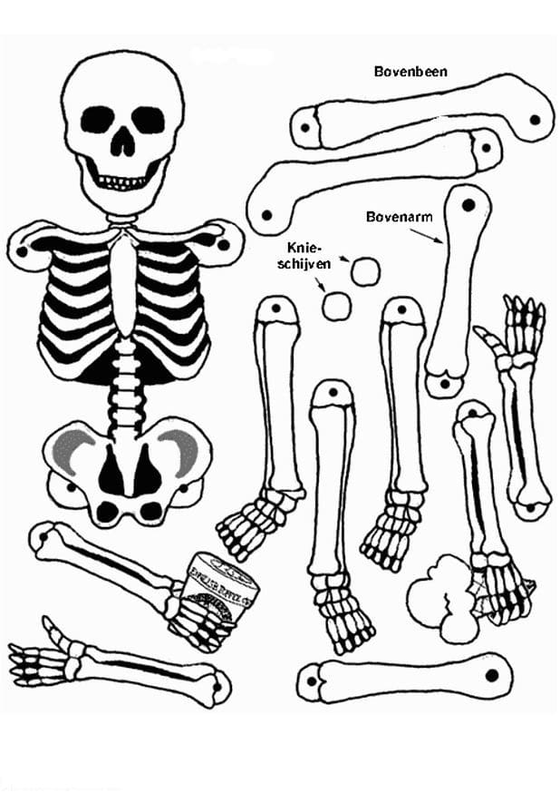 Halloween Skeleton For Children Picture