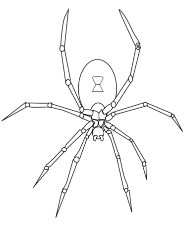 Halloween Spider Picture For Children