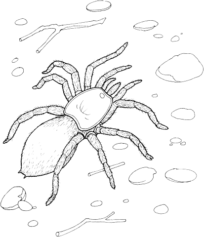 Image For Spider Cute