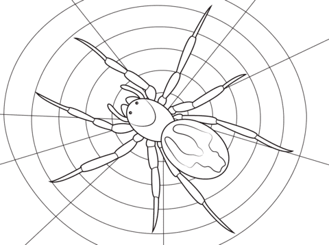 Lace Webbed Spider Image For Children
