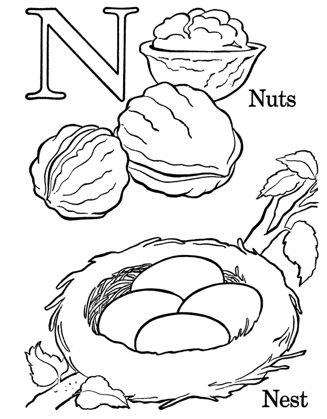 Nuts Image For Kids