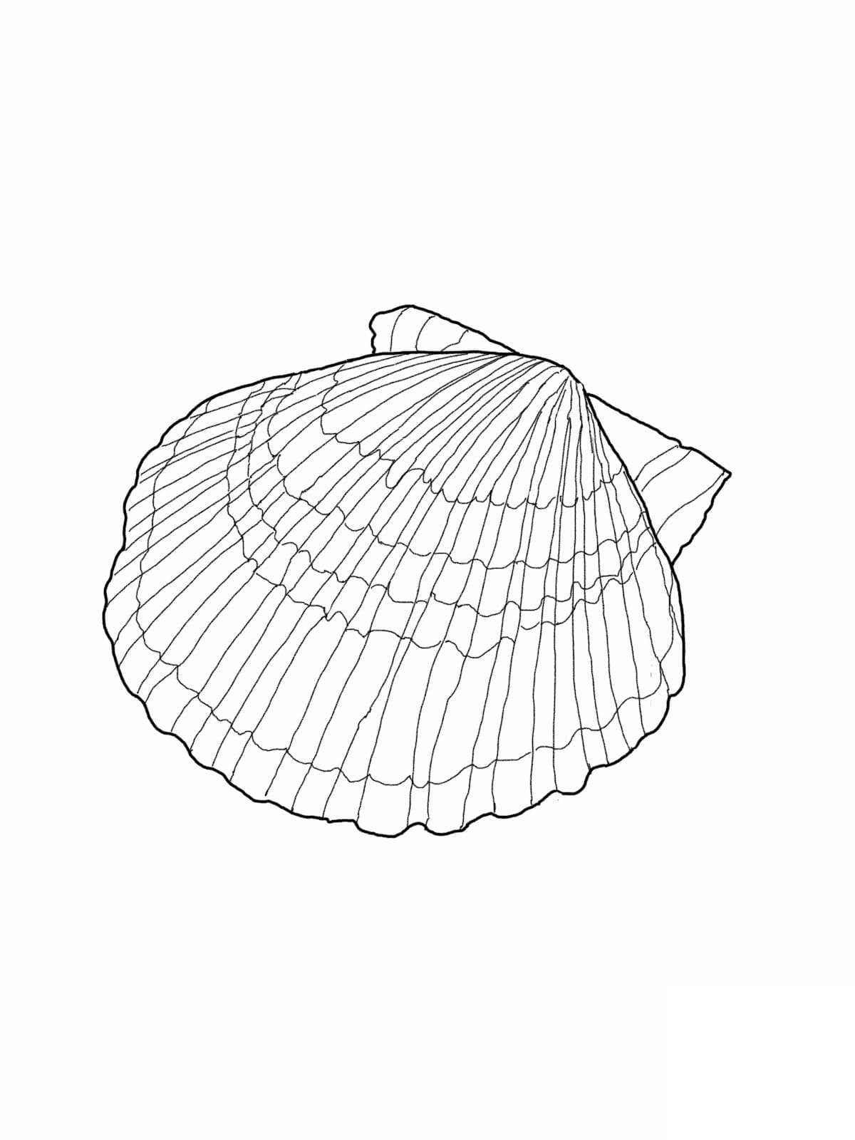 Printable Seashell Cute Image For Children Coloring Page