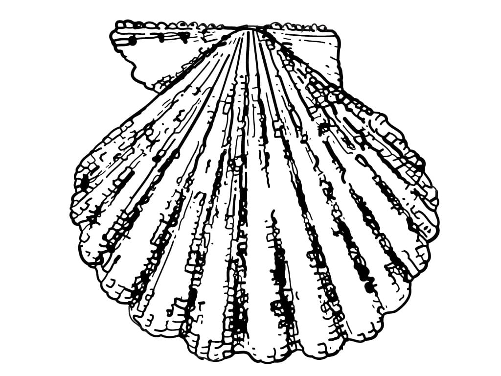Printable Seashell Drawing