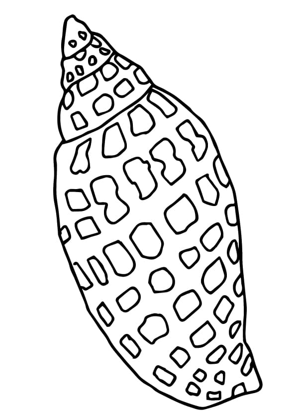 Printable Seashell Picture Free Coloring Page