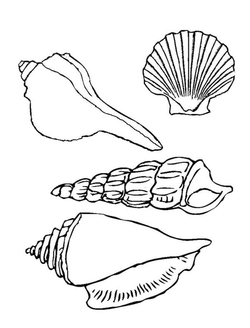 Printable Seashells Picture Coloring Page