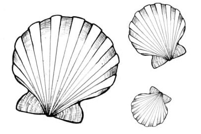 Scallop Coloring Page