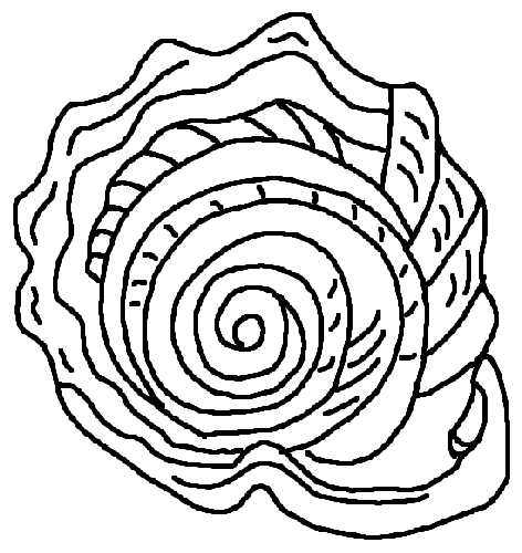 Sea Shells Drawing