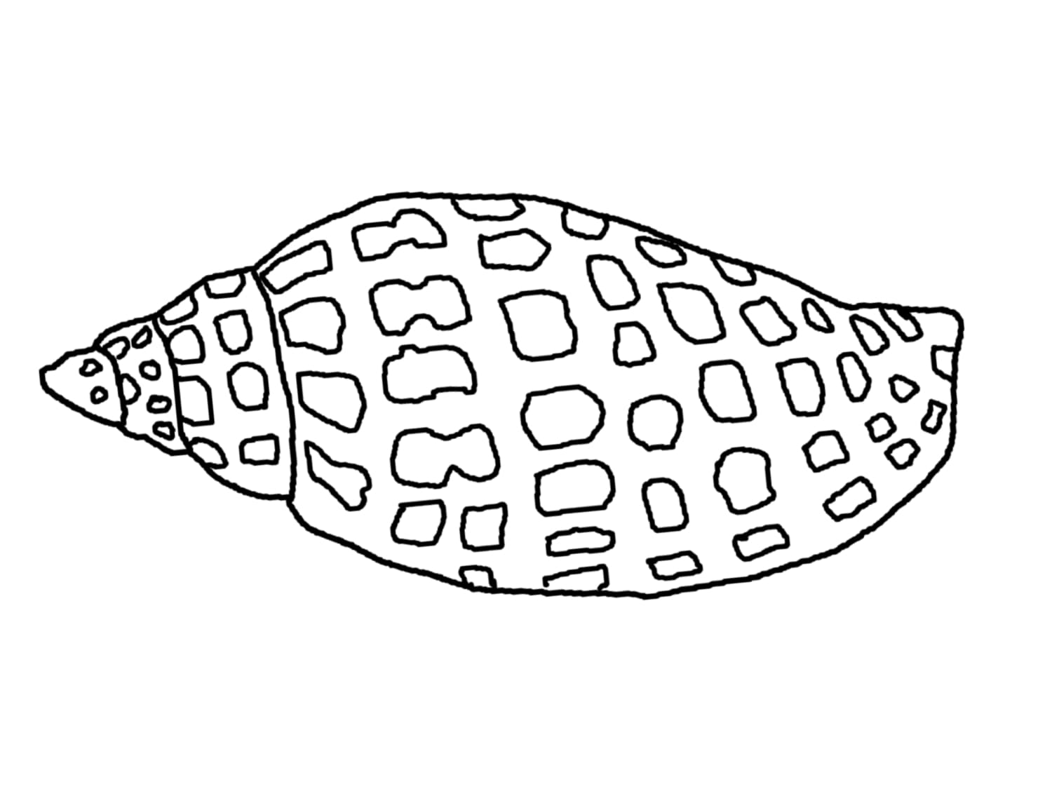 Sea Shells Image For Kids Coloring Page