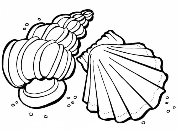 Sea Shells Picture For Kids Coloring Page