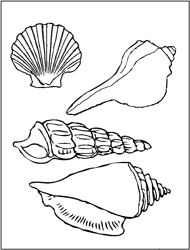 Sea Shells Picture Coloring Page