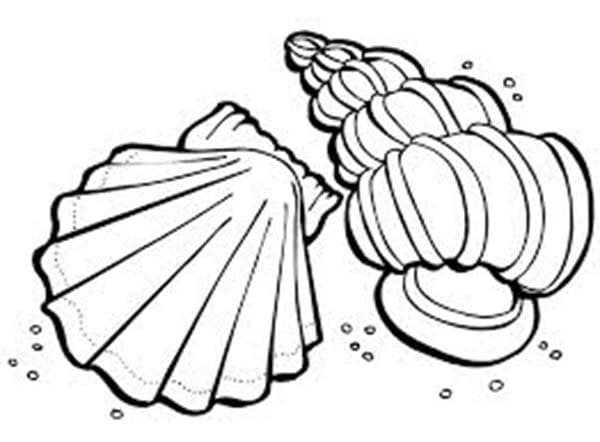 Sea Shells Sweet Picture Coloring Page