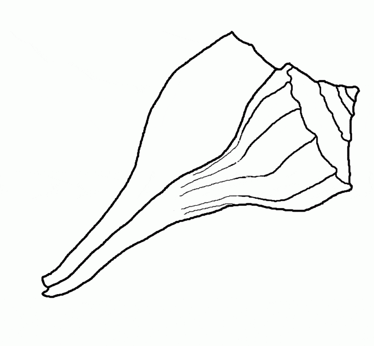Seashell Clip Art Coloring Page