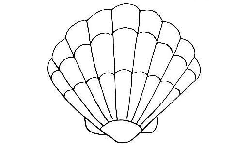 Seashell-Drawing-11