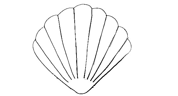 Seashell-Drawing-6