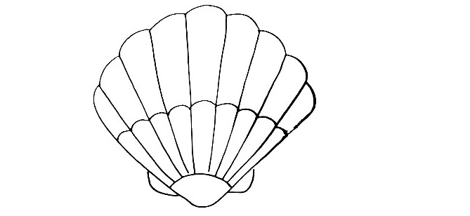 Seashell-Drawing-8