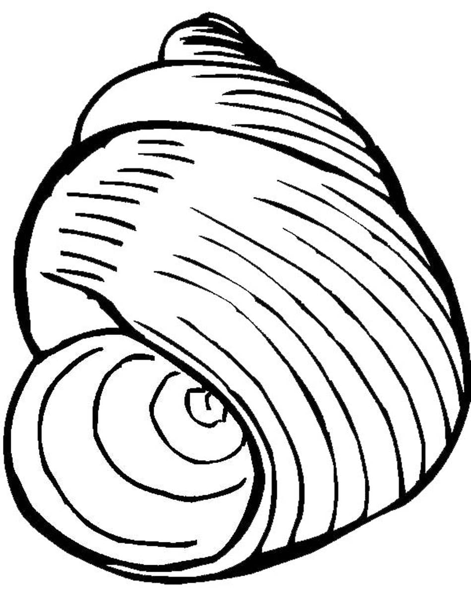 Seashell Image For Children