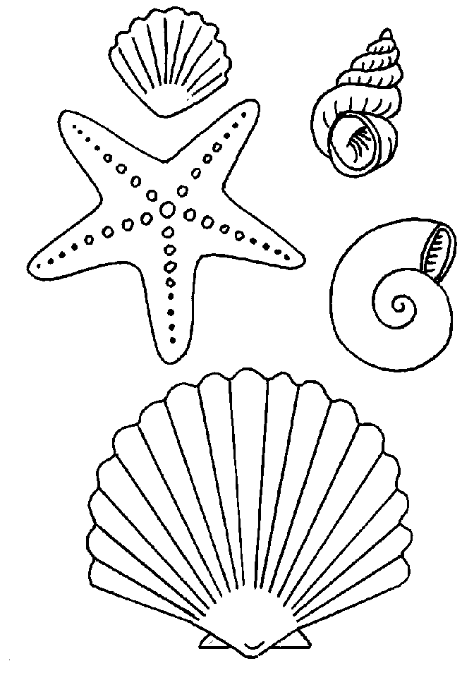 Seashell Pattern For Children