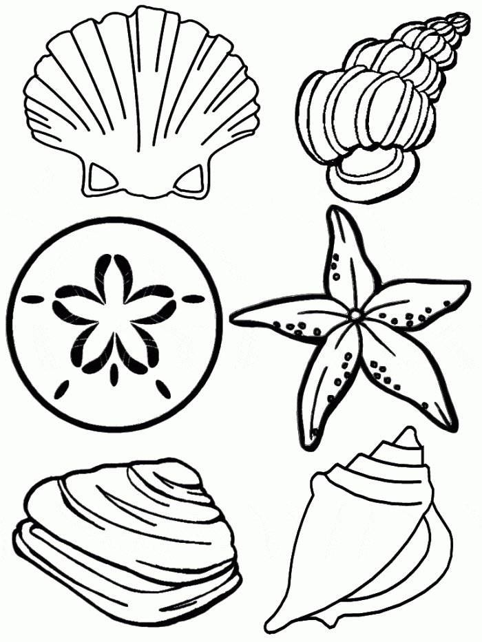 Seashell Pattern For Kids