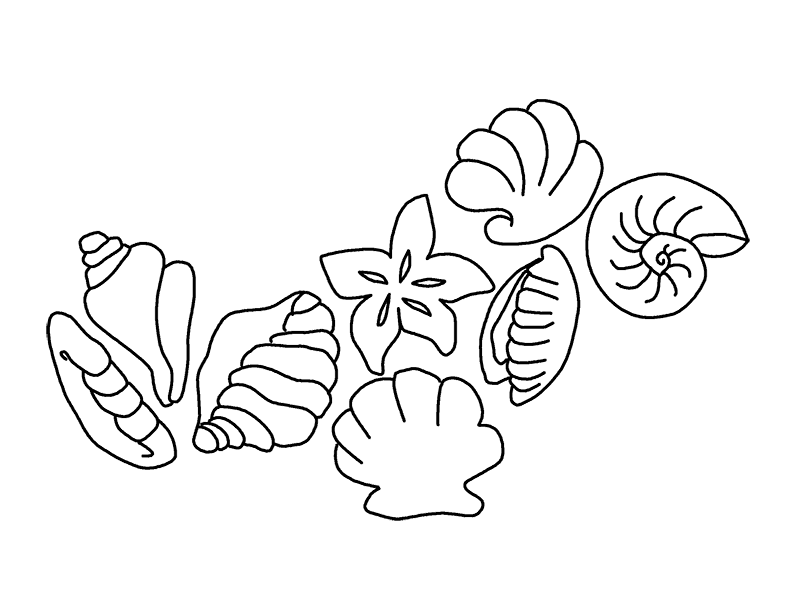 Seashell Pattern Image