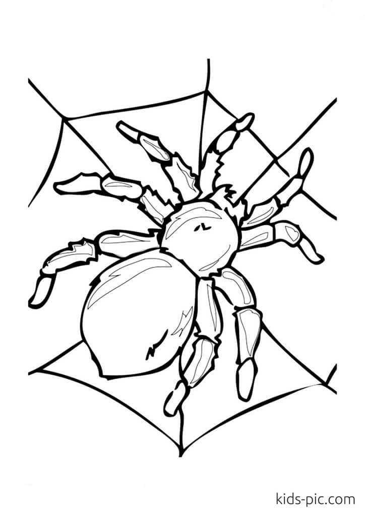 Spider For Children Image