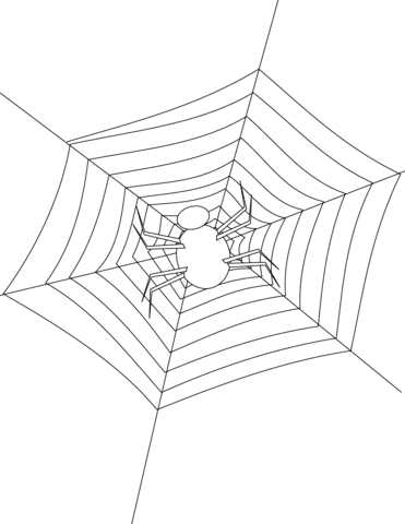 Spider Making Its Web Image For Kids