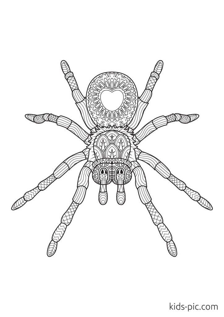 Spider Mandalas Image