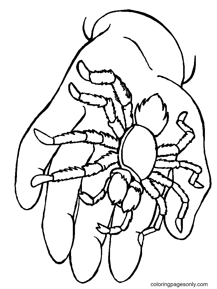 Spider On Hand Image For Kids Coloring Page
