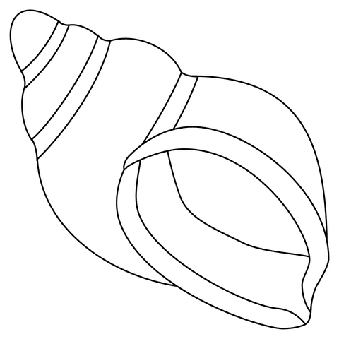 Spiral Shell Image For Children