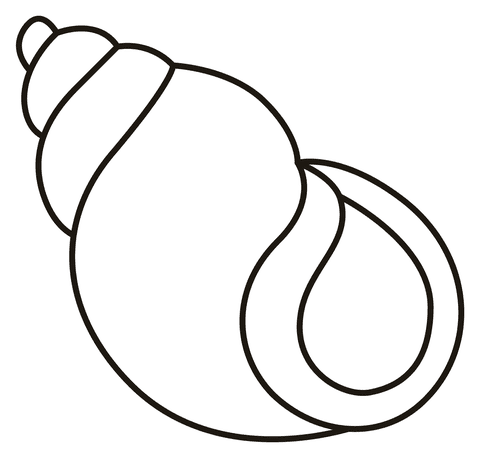 Spiral Shell Image