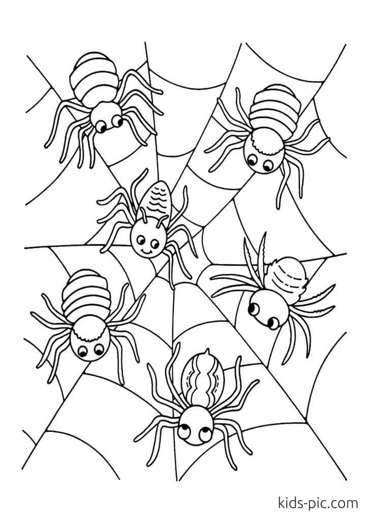 Web Spider Image