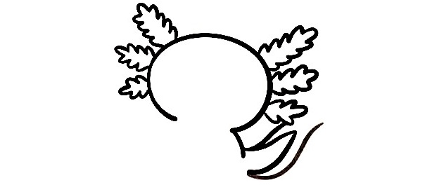 Axolotl-Drawing-6