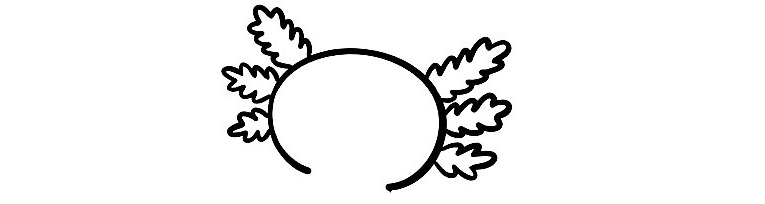 Axolotl-Drawing-7