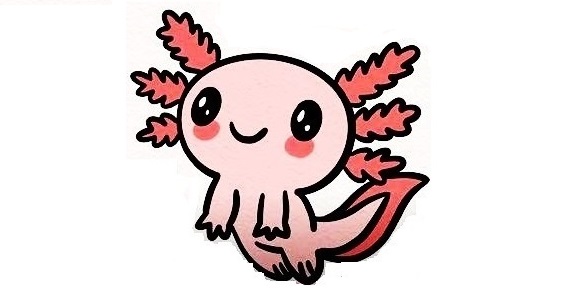 Axolotl-Drawing-9