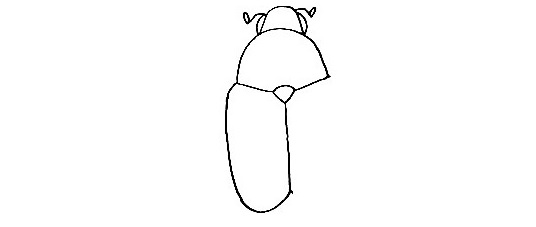 Beetle-Drawing-4
