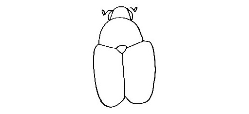 Beetle-Drawing-5