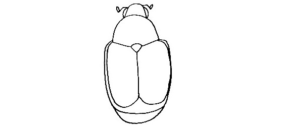 Beetle-Drawing-6