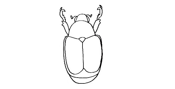 Beetle-Drawing-7