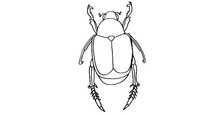 Beetle-Drawing-8