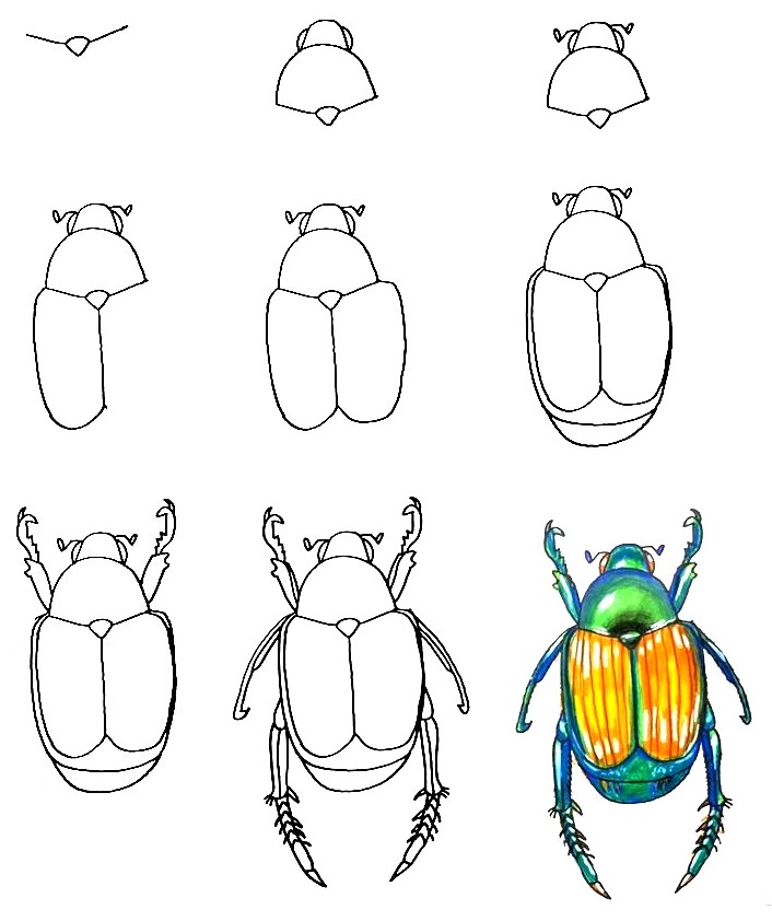 Beetle-Drawing