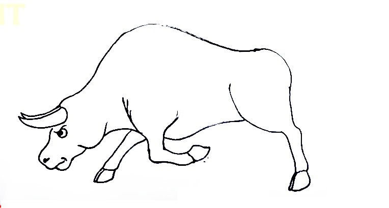 Bull-Drawing-5