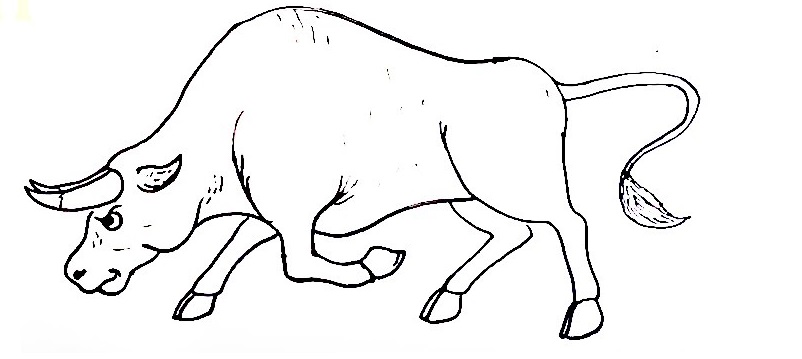 Bull-Drawing-7