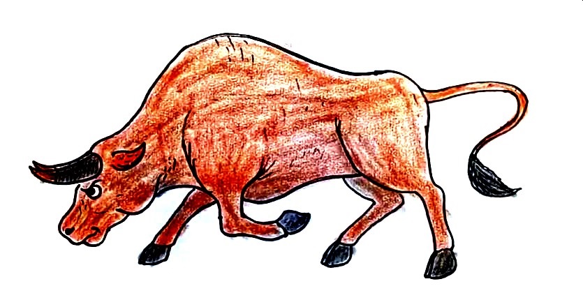 Bull-Drawing-8