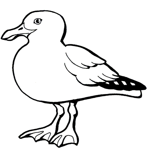 Seagull Coloring Pages