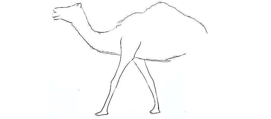 Camel-Drawing-3