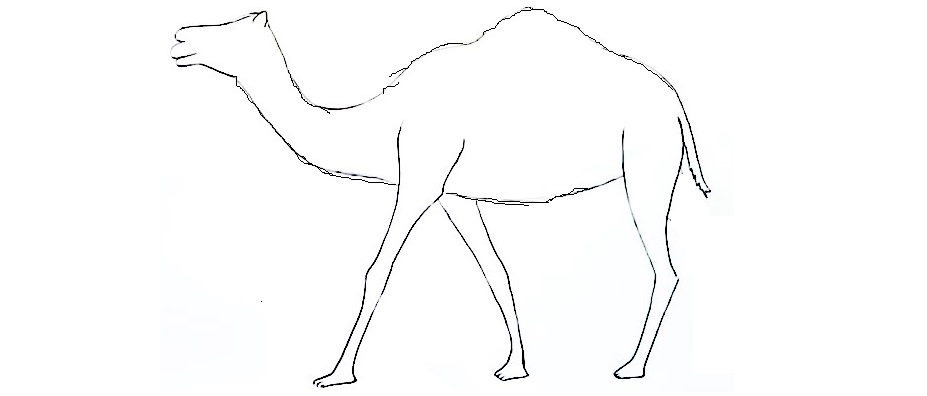 Camel-Drawing-4