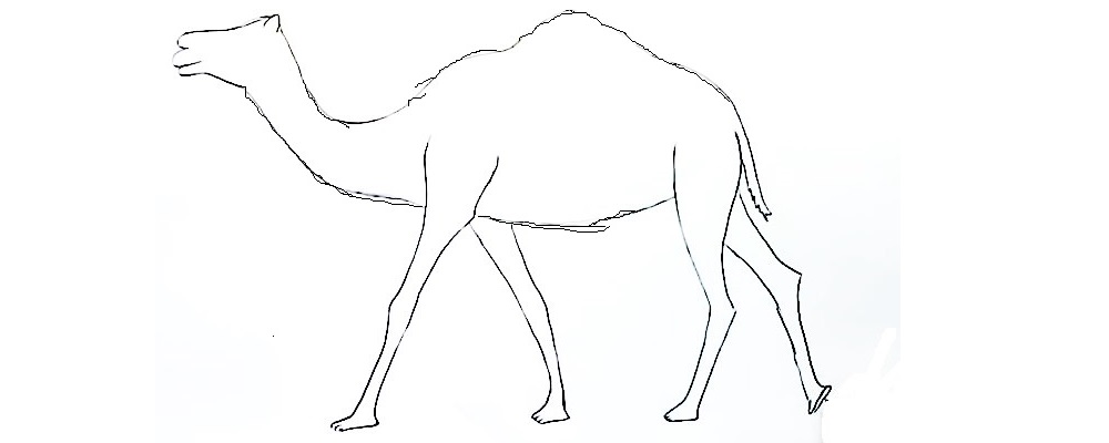 Camel-Drawing-5