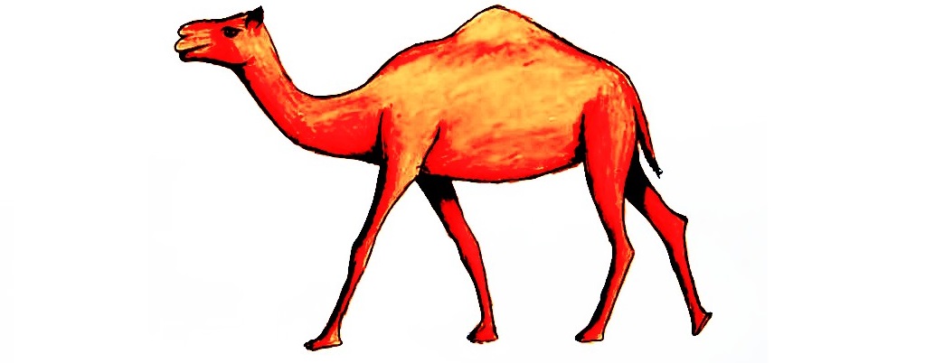 Camel-Drawing-6