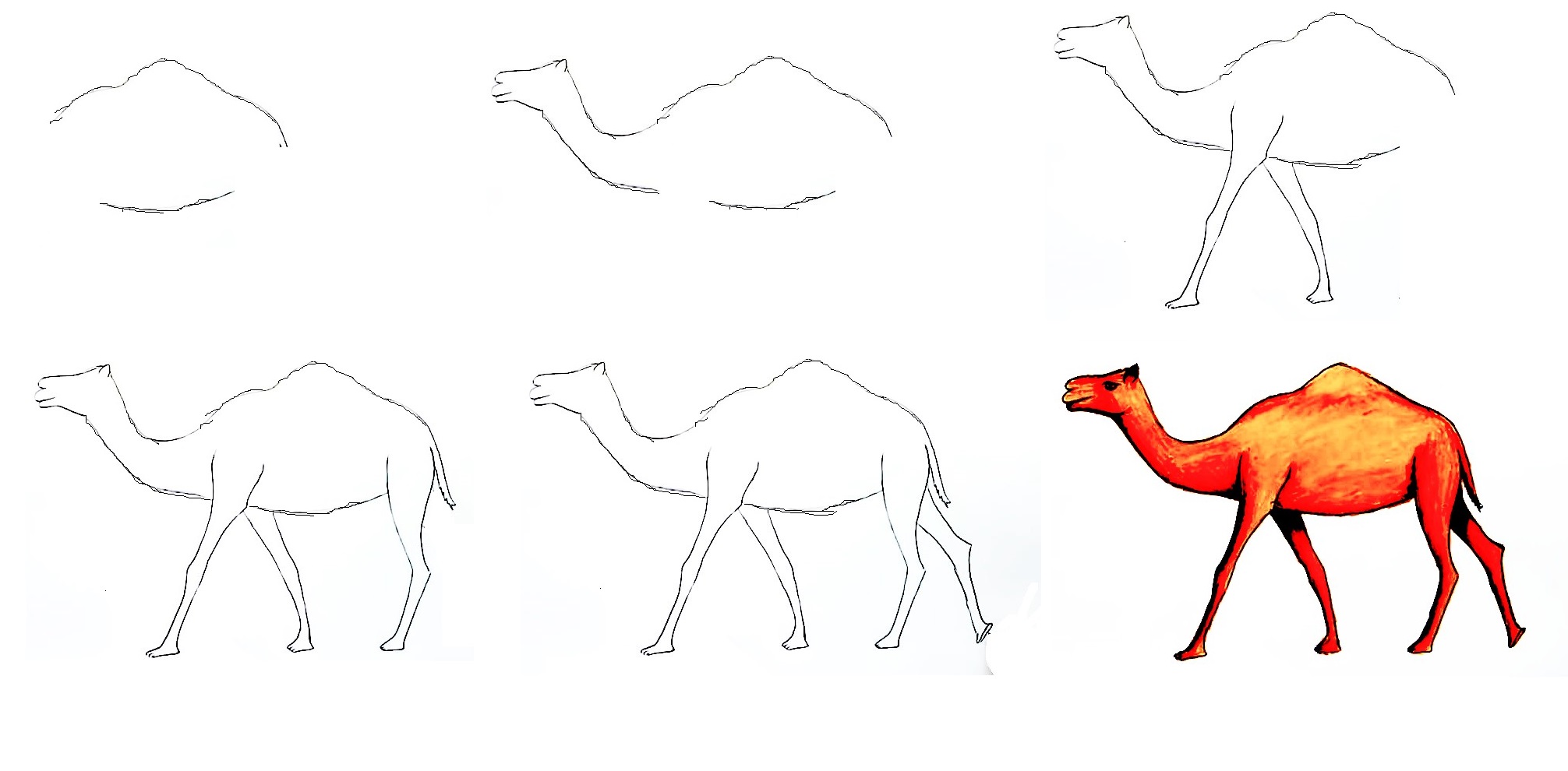 Camel-Drawing